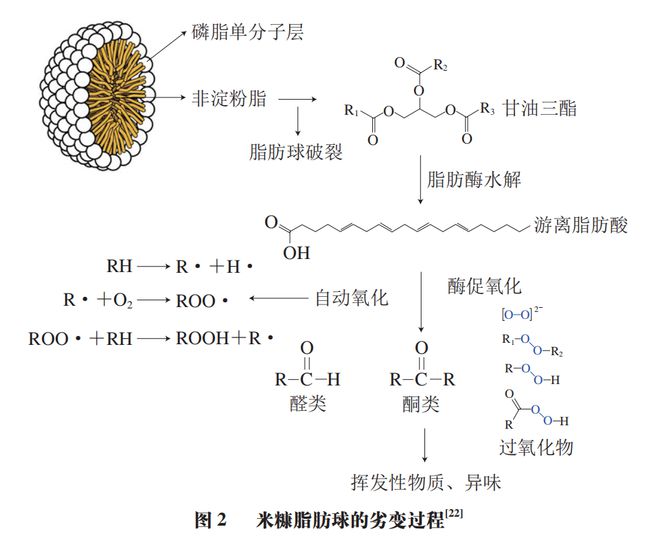 《食品科学》非热加工专栏：江苏大学邹小波、石吉勇教授等：米糠非热稳定化处理技术研究进展(图4)