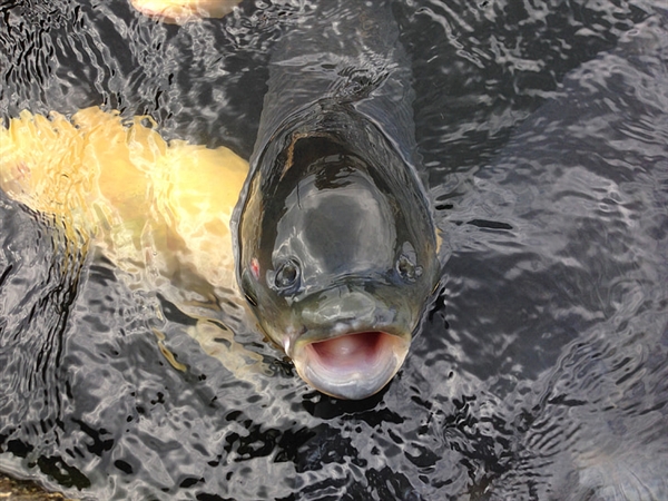 重金属含量可能超标:这几种鱼少吃为妙!(图2)