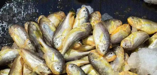 这几种鱼尽量少吃重金属含量可能超标！(图1)