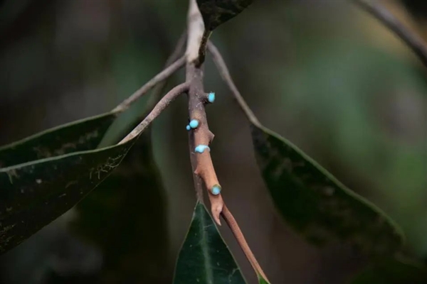 太平洋一座小岛有种神奇的树：割开树皮流出镍含量25%的汁液(图2)