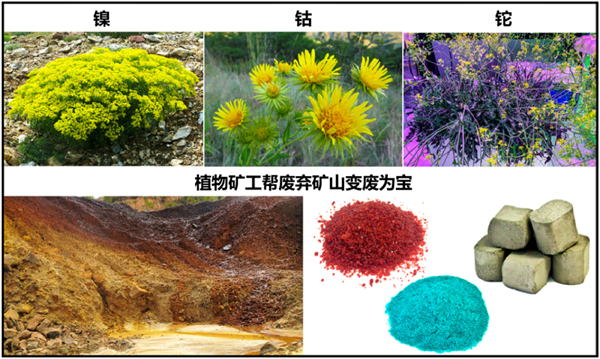 太平洋一座小岛有种神奇的树：割开树皮流出镍含量25%的汁液(图6)