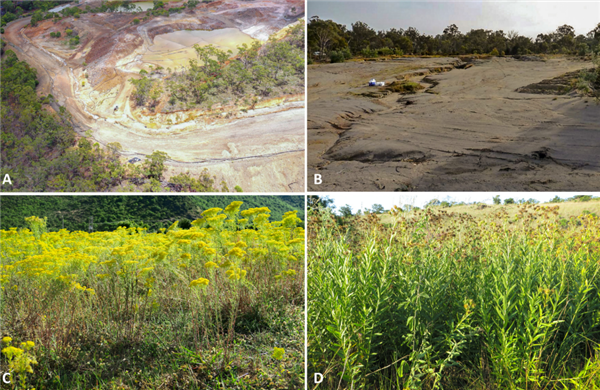 太平洋一座小岛有种神奇的树：割开树皮流出镍含量25%的汁液(图7)