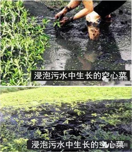 重金属超标南宁超爱的ong菜成“最毒绿叶菜”？真相是……(图1)