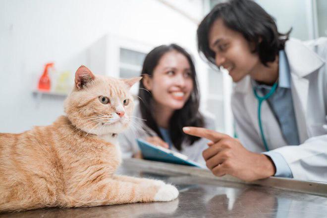 为什么市面上的金属猫爬架越来越少？(图4)