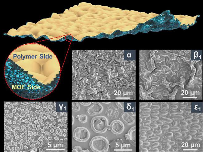 浙江大学Science！中国科学院金属所Science！(图4)