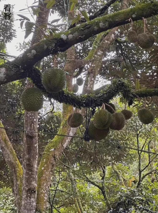 榴莲买手在马来西亚打响A果争夺战(图1)