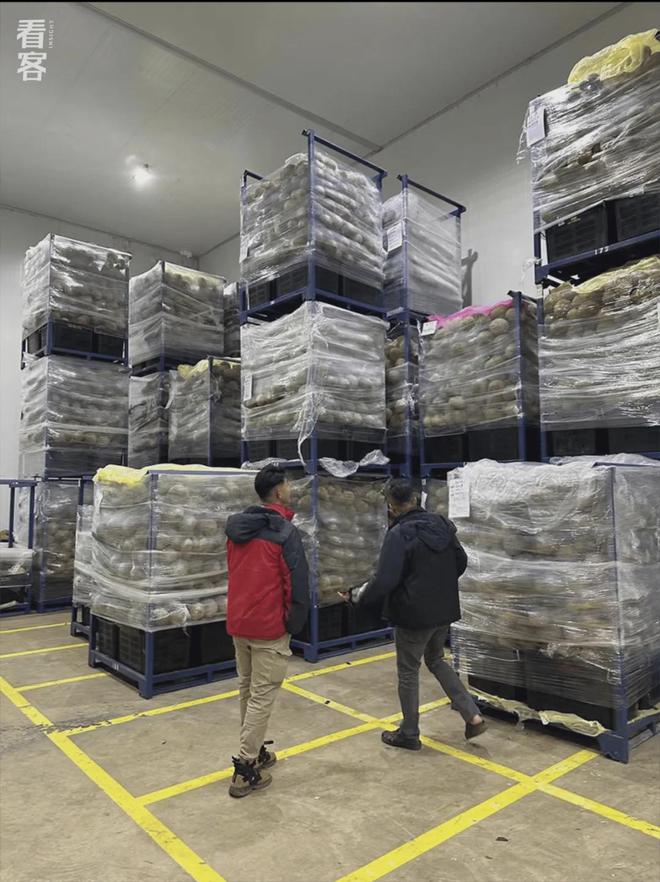 榴莲买手在马来西亚打响A果争夺战(图3)