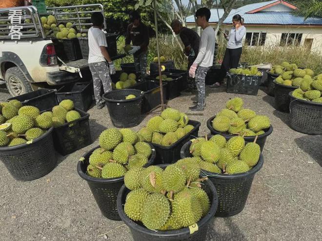 榴莲买手在马来西亚打响A果争夺战(图2)