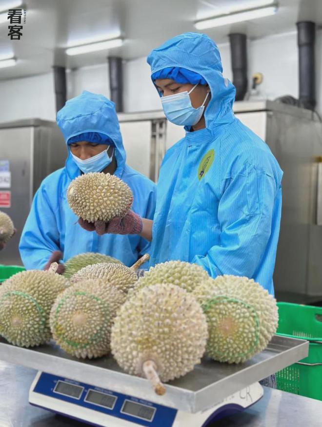 榴莲买手在马来西亚打响A果争夺战(图6)