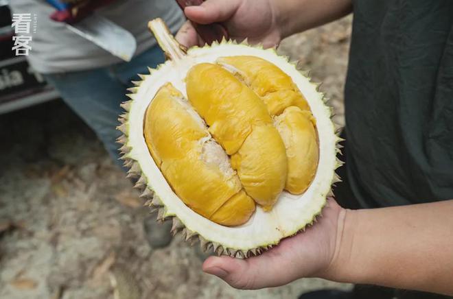 榴莲买手在马来西亚打响A果争夺战(图8)