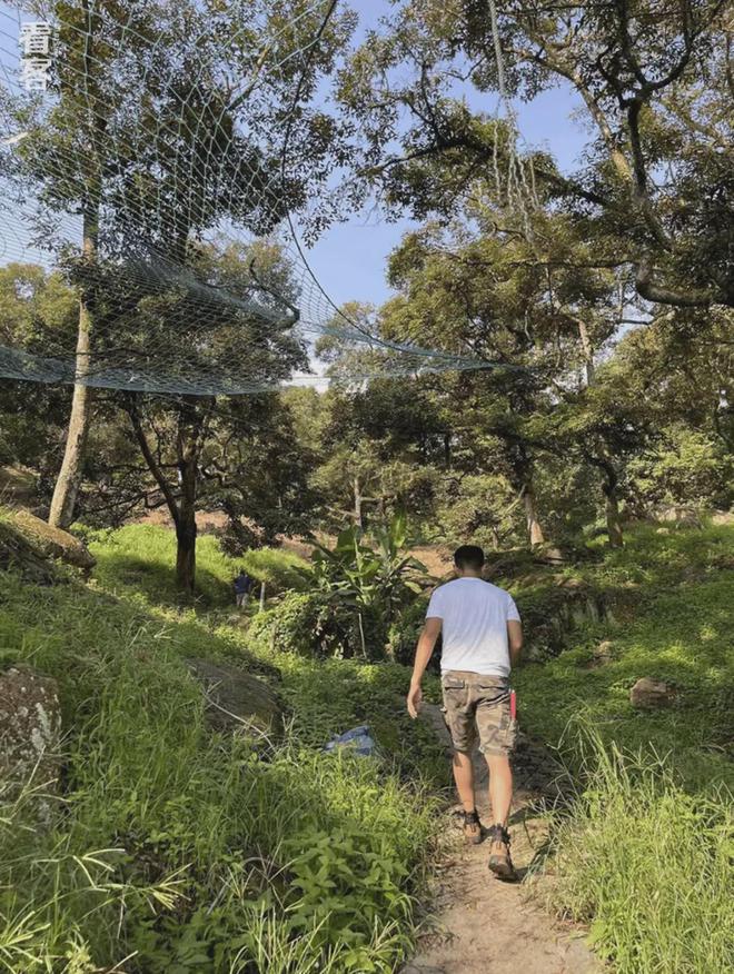 榴莲买手在马来西亚打响A果争夺战(图9)