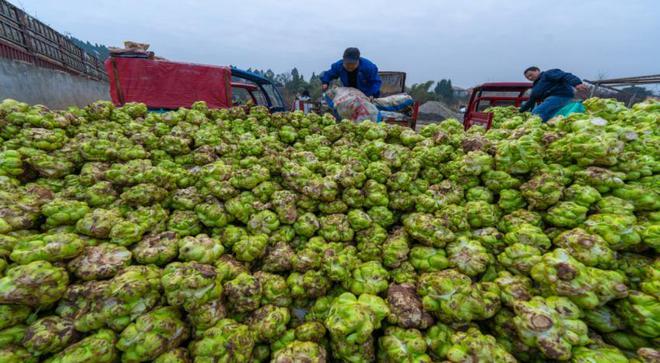 资阳乐至：“青疙瘩”铸就产业梦“金疙瘩”撬动亿元春(图2)