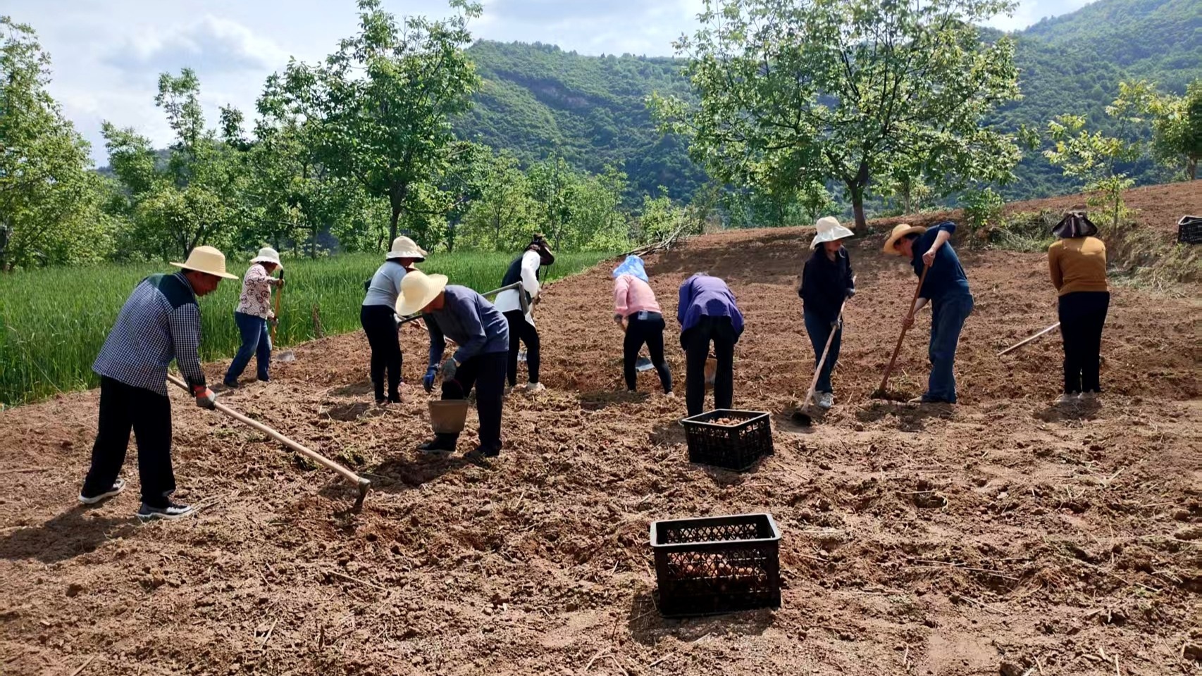 甘肃成县：小魔芋成乡村振兴“金疙瘩”(图2)